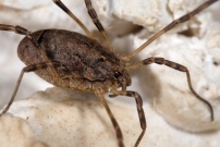 Le Faucheur pineux (Opiliones - Phalangiidae - Odiellus spinosus)